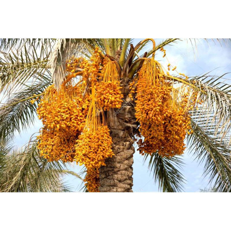 ต้นอินทผาลัม พันธุ์ Nawader (นาวาเดอร์) เพาะเนื้อเยื่อ UAE ตัวผู้-ตัวเมีย ขนาดต้นอวบใหญ่ สูง 30 ซม