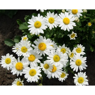 Chrysanthemum leucanthemum ox eye daisy white breeze 100 เมล็ด นำเข้าอังกฤษ