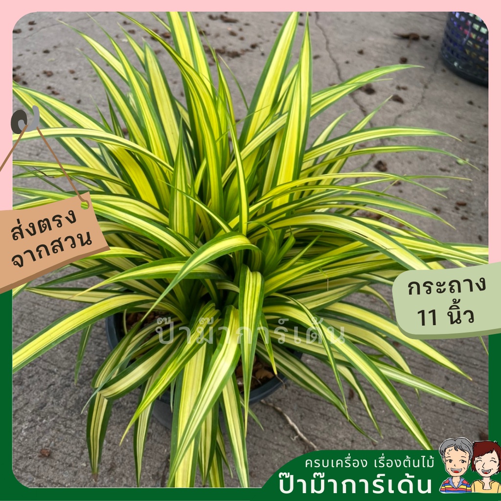 มุมมอง 2