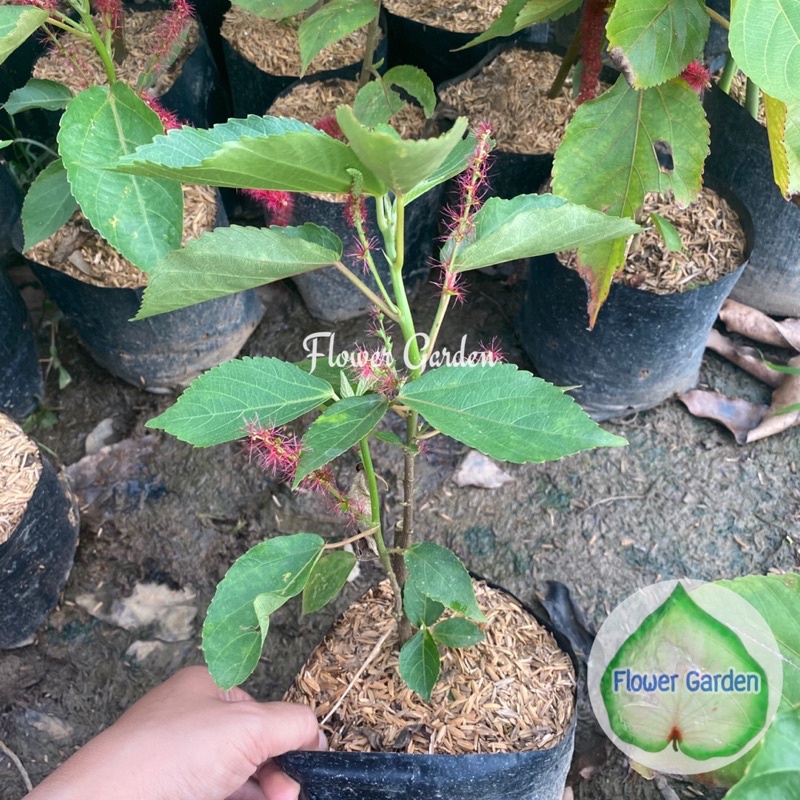 F262 ต้นหางกระรอก Acalypha Hispida สมุนไพร ดอกสีแดง แบบถุง พร้อมส่ง ราคา ถูกที่สุด ดีลบีเคเค แกลเลอรีภาพที่ 3