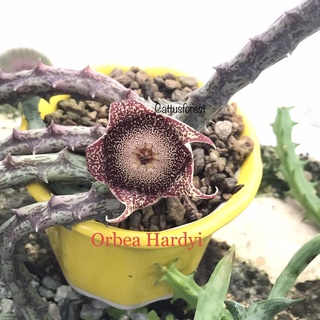 เก๋งจีนเด็ดสด Orbea Hardyi