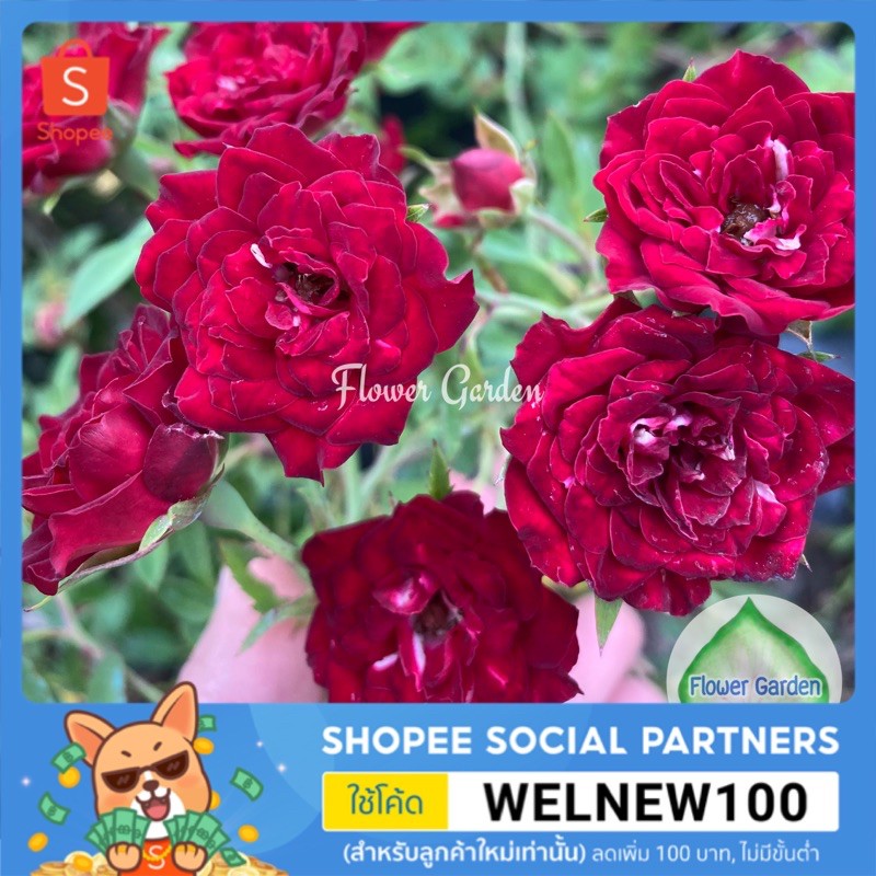 F455 กุหลาบเลื้อย Red Cascade Climber, Miniature (เรดคาสเคท) สีแดงเข้ม ดอกดก