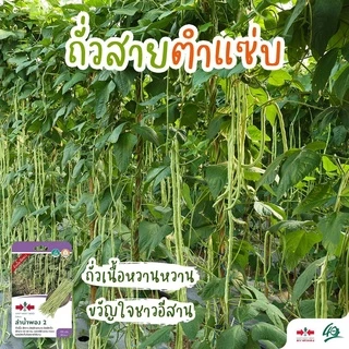 【ซื้อ 5 แถม 5 ฟร】🔥GGEW เมล็ดพันธุ์ ถั่วฝักยาว ลำน้ำพอง2 100 เมล็ด ตราศรแดง