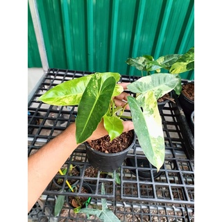 Philodendron burle marx variegeted) ฟิโลเบอร์เบิ้ลมาร์ค ด่าง ฟิโลเบอร์เบิ้ลมาร์คด่าง เบอร์เบิ้ลมาร์ค