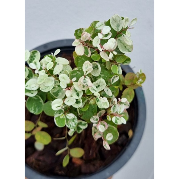 มะยมแคระ ด่างขาวชมพู40บาท