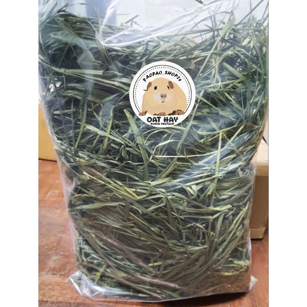 หญ้าโอ๊ตอบลมร้อน ต้นยาว หอม เขียว กรอบ ไม่มีฝุ่น ช่วยลับฟันได้ดี Oat hay - super premium