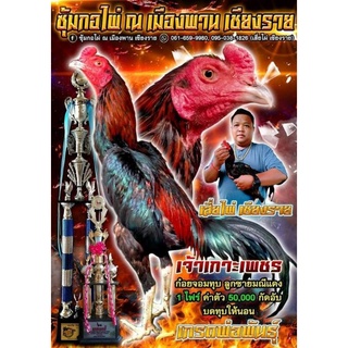 ไข่ไก่ชนพม่าม่าล่อพม่าลำวงพม่าร้อยกอไผ่เขียงราย