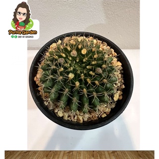 ยิมโนคริส ขนาดประมาณ 6 Cm+++ ในกระถาง 4" กดติดตามรับส่วนลดเพิ่มตามเงื่อนไขที่กำหนด