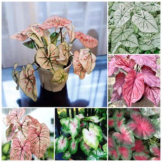 บอนสี 100 แคปซูล เมล็ดพันธุ์ สีผสม Caladium Seeds พันธุ์ไม้ดอก เมล็ด พันธุ์ไม้หายาก ต้นไม้ฟอกอากาศ เมล็ดดอกไม้ ไม้ประดับ