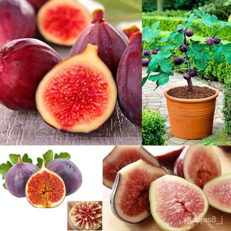 （อัตราการปลูกสูง）ต้นมะเดื่อฝรั่ง มะเดื่อ มะเดื่อฝรั่ง เมล็ดพันธุ์ Figs Seeds 200Pcs ต้นพันธุ์ผลไม้ บ