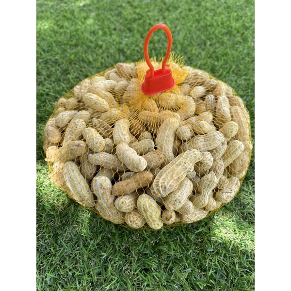 ถั่วลิสงต้ม 🥜🥜 สดใหม่ทุกวัน 1 กิโล