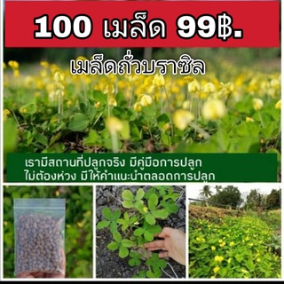 เมล็ดพันธุ์ถั่วบราซิล 100เมล็ด  ประดับสวน,ตกแต่ง,บำรุงดิน,พืชคลุมดิน,ห่มดิน,ประดับสวน,ตกแต่งสวน,คลุมหญ้า,หญ้าจัดสวน