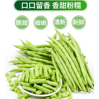 Benih Kacang Buncis Renek(15 Seeds) /ไม่มีกรอบถั่วเขียว เมล็ด/ Dwarf French Bean Seeds文胸/母婴/帽子/园艺/种子/内裤/香菜/男装/玫瑰/木瓜//กุห