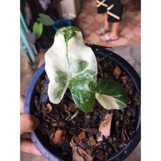 Alocasia macrorrhizos บ​อนกระดาดด่าง