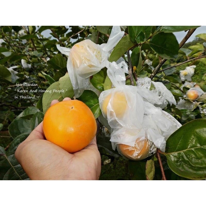 พลับหวาน พันธุ์ ฟูยู่ 🍊✨(กล้าเสียบยอด) กล้าละ 250฿🌿 - รูปที่ 3