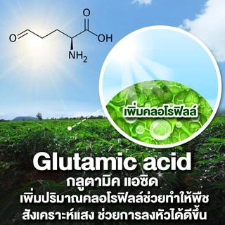 อะมิโนพืช สูตรสำหรับพืชทุกชนิด 1 ลิตร ใหม่มีอะมิโน 20ชนิด สกัดจากปลาทะเลน้ำลึก บำรุงต้นใบ ความเขียว