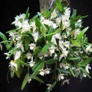 เอื้องมะลิ เอื้องสองใบ สวยตรงปก Dendrobim hymenanthum