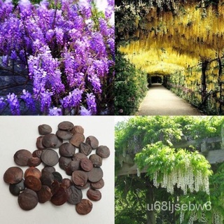 ถูก ใหม่ สายพันธุ์10pcs Wisteria Seeds and Trees Forest Seed Garden Climbing Plants Flowers and Plants Seeds New Mini GB