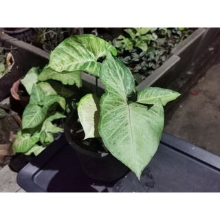 เงินไหลมา​ Syngonium ต้นเงินไหลมาเทมา