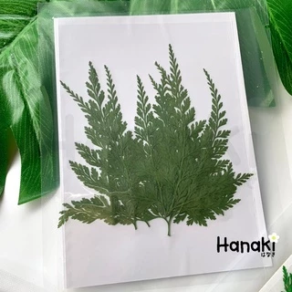 【พร้อมส่ง】ใบเฟิร์นแห้ง ใบไม้เฟิร์นทับแห้ง ใบไม้ทับแห้งสำหรับงานdiy