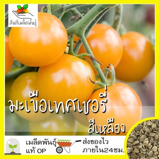 เมล็ดพันธุ์ มะเขือเทศเชอรี่ สีเหลือง 50 เมล็ด Yellow Cherry Tomato Seed เมล็ดพันธุ์แท้ นำเข้าจากต่างประเทศ โตไว ปลูกง่าย