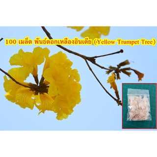 100 เมล็ด พันธ์ดอกเหลืองอินเดีย (Yellow Trumpet Tree)