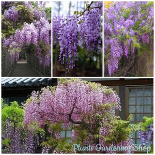 คละ สวนครัว ปลูก/เมล็ดพันธุ์ วิสเทอเรีย Wisteria Sinensis Flower Seeds แต่ละแพ็คมี 10 เมล็ด ดอก/อินทรีย์ คละ สวนครัว ดอก