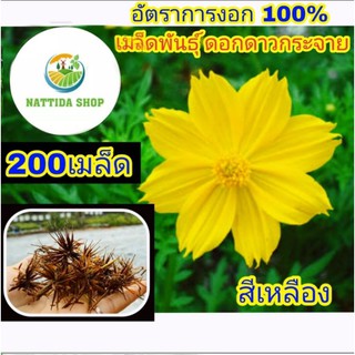 200 เมล็ดพันธุ์ ดอกดาวกระจาย สีเหลือง ดาวกระจายสีเหลือง