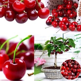 （อัตราการปลูกสูง）พร้อมสต็อกประเทศไทย 20Pcs Delicious Cherry Seeds Garden Organic Bonsai Sweet Fruit Tree Seeds  Garden F