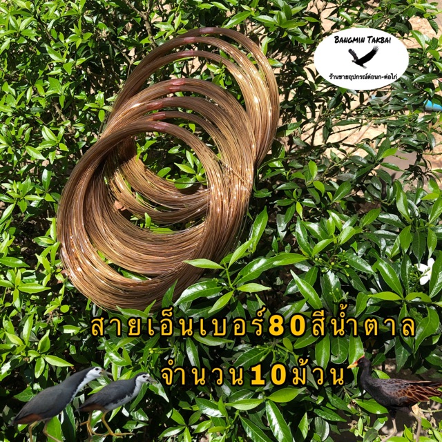 สายเอ็นทำครืน เบอร์80 จำนวน10ม้วนสีใบไม้แห้ง สายเอ็นทำครืนดักไก่ป่า สายเอ็นทำครืนดักนกกวัก สายเอ็นทำครืนดักนกอีลุ้ม-ไก่ – โปรปัง