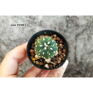 แคคตัส แอสโตรไฟตั้ม 5พูลุ้นวี ไม้เมล็ด (Astrophytum asterias)