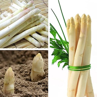 10 เมล็ดพันธุ์ หน่อไม้ฝรั่ง White Asparagus Seeds มีคู่มือพร้อมปลูก อัตรางอก 80-85%