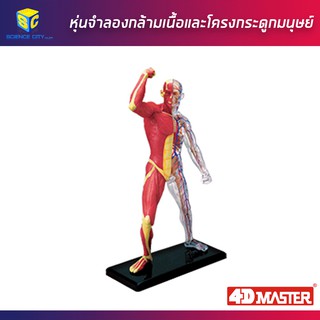 หุ่นแสดงกล้ามเนื้อและโครงกระดูกมนุษย์
