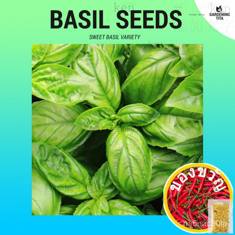 Sweet Basil Seeds (Genovese - Culinary Herb) ~ 200 seedsผู้ชาย/บ้านและสวน/สวน/กระโปรง/ดอกไม้/ดอกทานตะวัน/แม่และเด็ก/คื่น
