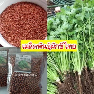 เมล็ดพันธุ์ผักชีไทย16กรัม(มีเก็บเงินปลายทาง)