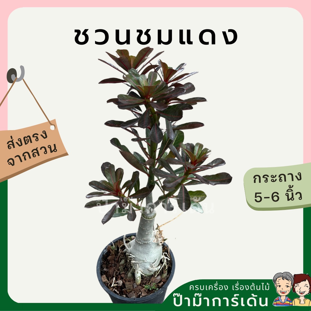 ต้นชวนชมแดง ใบสีแดงก่ำ ไม้ทนแดด ลำต้นสวย โตขึ้นจะมีดอก