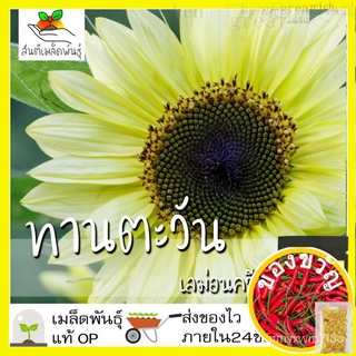 เมล็ดพันธุ์ ทานตะวัน เลม่อนควีน 20 เมล็ด Lemon Queen Sunflower เมล็ดพันธุ์แท้ นำเข้าจากต่างประเทศ ปลูกผัก ปลูกง่าย โต/เม