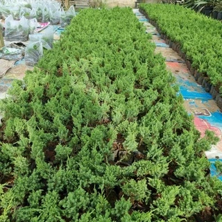 สนมังกร กล้าสนมังกร🌲 สูงประมาน 25-30 ซม. เลี้ยงง่ายชอบแดด ประดับออฟฟิต รั้วบ้าน ตัดแต่งกิ่งได้ตามต้องการบอนไซ