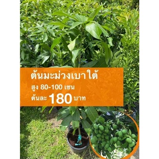 ต้นมะม่วงเบาใต้ ต้นละ 180 บาท