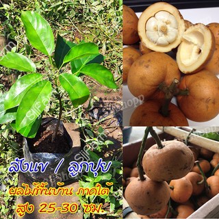 ลังแข 1 ต้น ผลมีเนื้อนุ่มๆ รสหวานอมเปรี้ยวเล็กน้อย ต้นพันธุ์สูงประมาณ 25-30 ซม. มีสินค้าพร้อมส่ง