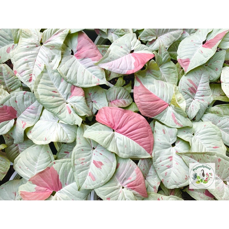 Syngonium Milk Confetti (มิลค์คอนเฟตติ) ไม้นำเข้าจากสวนที่ญี่ปุ่น ใบด่างชมพูสวย แยกหน่อจากต้นแม่