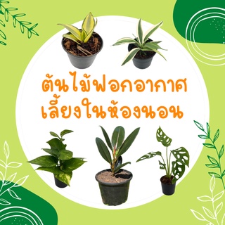 [ซื้อ 3 ลด 5%] 🌿 ไม้ฟอกอากาศ ต้นไม้ฟอกอากาศ 🍂 ช่วยดูดสารพิษ เลี้ยงในห้องนอนได้ เลี้ยงในคอนโด วางบนโต๊ะทำงาน พร้อมส่ง!!