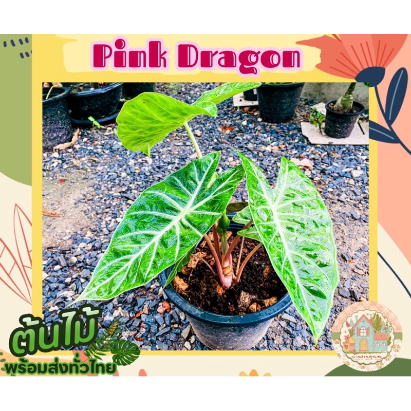 อโลคาเซีย พิ้งค์ดราก้อน🪴🐉 (Alocasia Pink Dragon)