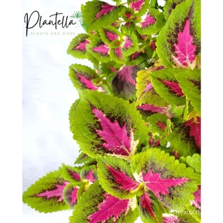 (1-33) Mayana Coleus Cuttings (Luzon Area) Please read "Product Description" below内裤/花园/园艺/木瓜/母婴/鲜花/文胸/头饰/芹菜/儿童//กุหลาบ