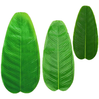 โปรโมชั่น : ใบตองปลอม ใบตองเทียม ใบตองปลอม ใบตองเสมือนจริง ฺBanana Leaf