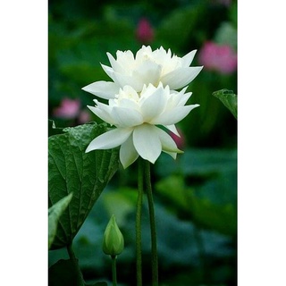 7 เมล็ด เมล็ดบัว สีขาว ดอกใหญ่ สายพันธุ์เมล็ดบัว ดอกบัว Lotus seeds.