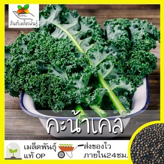 เมล็ดพันธุ์ ชุดคะน้าเคล ขายดีที่สุด ปลูกกินก็ได้ ปลูกขายก็ดี โตไว พร้อมส่ง เคลใบหงิก/เคลลาชินาโต/เคลแดงรัสเซีย/เคลไดโน