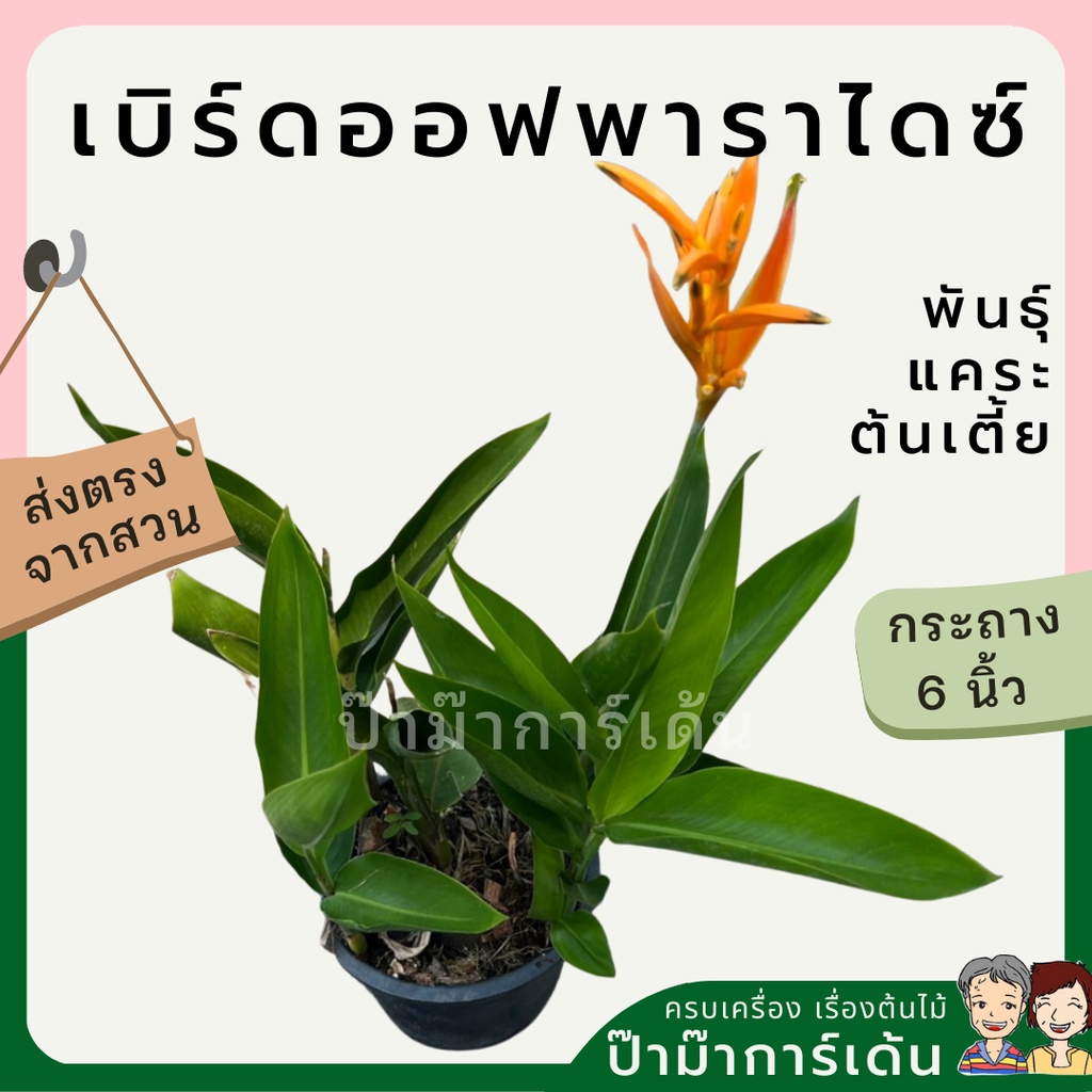 มุมมอง 4