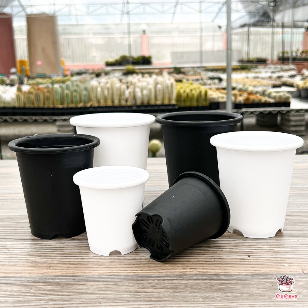 กระถางกลมทรงสูง กระถางพลาสติก แคคตัส กระบองเพชร ไม้อวบน้ำ Cactus&Succulent ราคา ถูกที่สุด ดีลบีเคเค แกลเลอรีภาพที่ 2