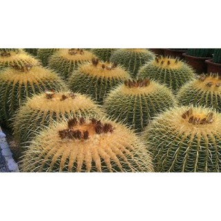 เมล็ดถังทอง Echinocactus grusonii seed (90s)